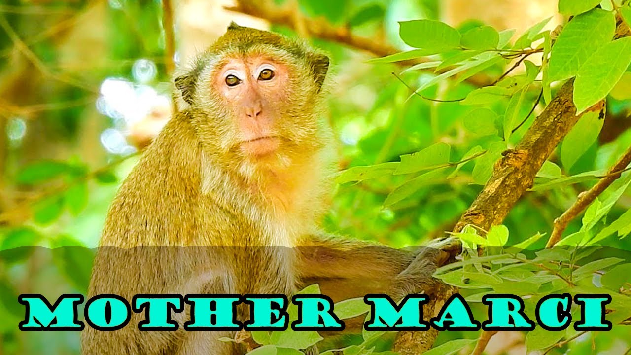AFTER MAMO LEAVE HER MONKEY MARCI LOOKS VERY LONELY AND MISSED HER BABY.@AnimalsEarthVegas