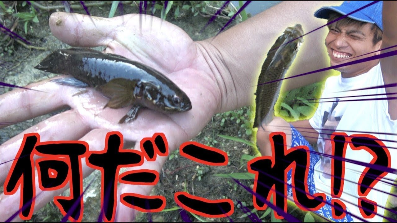 川釣りで楽しみすぎた結果。