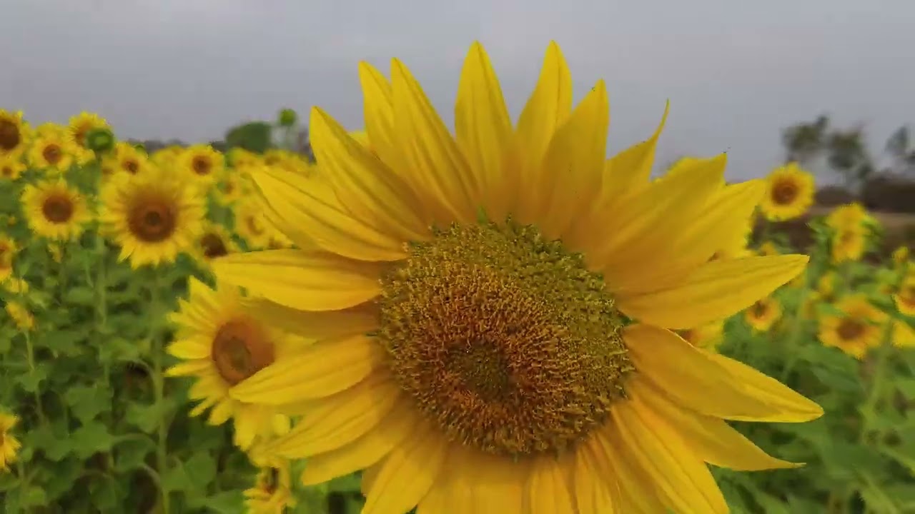 ବଂଶୀଧର ଦଳେଇ ଙ୍କ ସୂର୍ଯ୍ୟମୁଖୀ ଚାଷ || କୋଲୁହା ପାଟଣା || sunflower farming || #trending #agriculture 