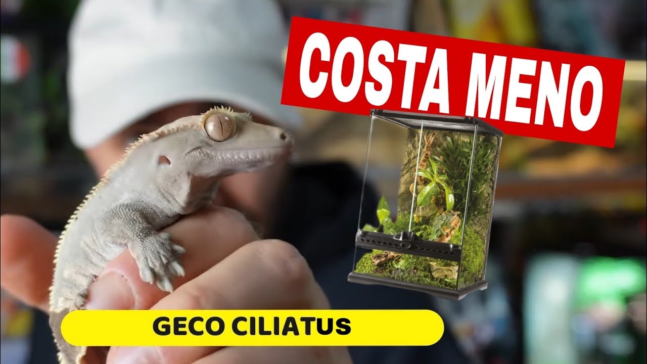 Ecco come DEVE ESSERE il PRIMO TERRARIO per il Tuo GECO CILIATUS