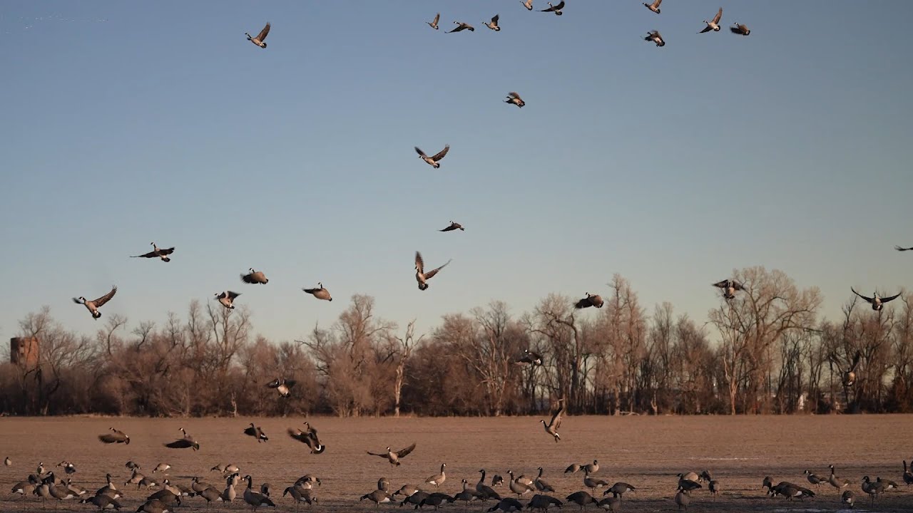 Hunting One of My Best Fields and Luckily Shot a Banded Goose!!