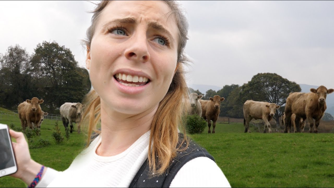 Chased by cows in Snowdonia!