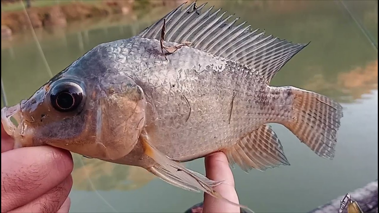 Pesca Eficiente: O poder das iscas Ultra Light na maximiza&ccedil;&atilde;o de suas capturas