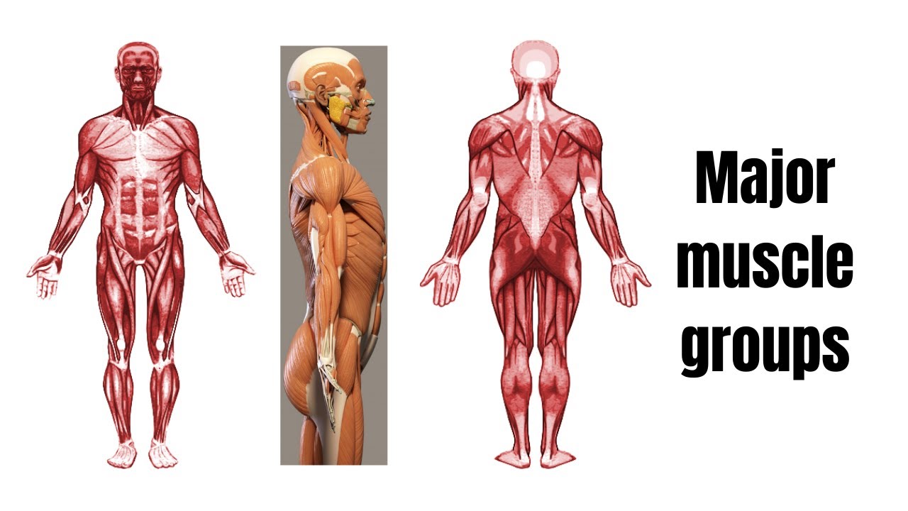 Major Muscle Groups
