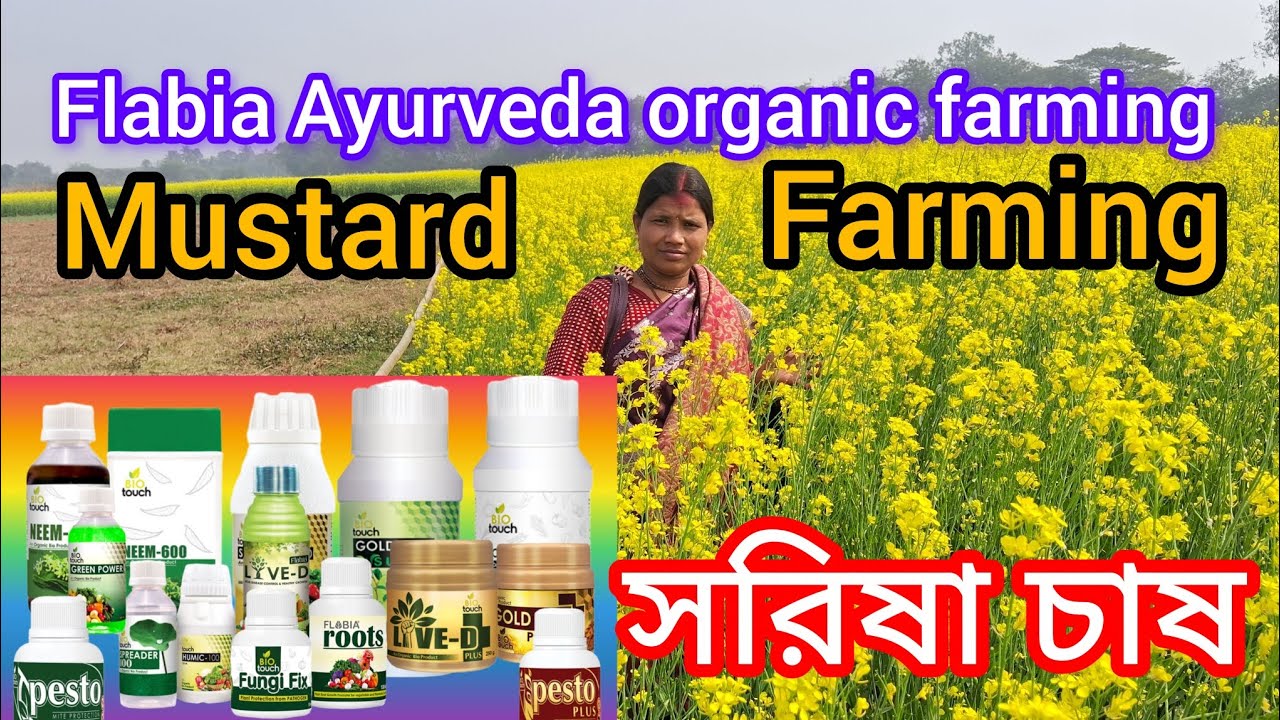 সরষে চাষ  Flabia Ayurveda organic farming Mustard cultivation 