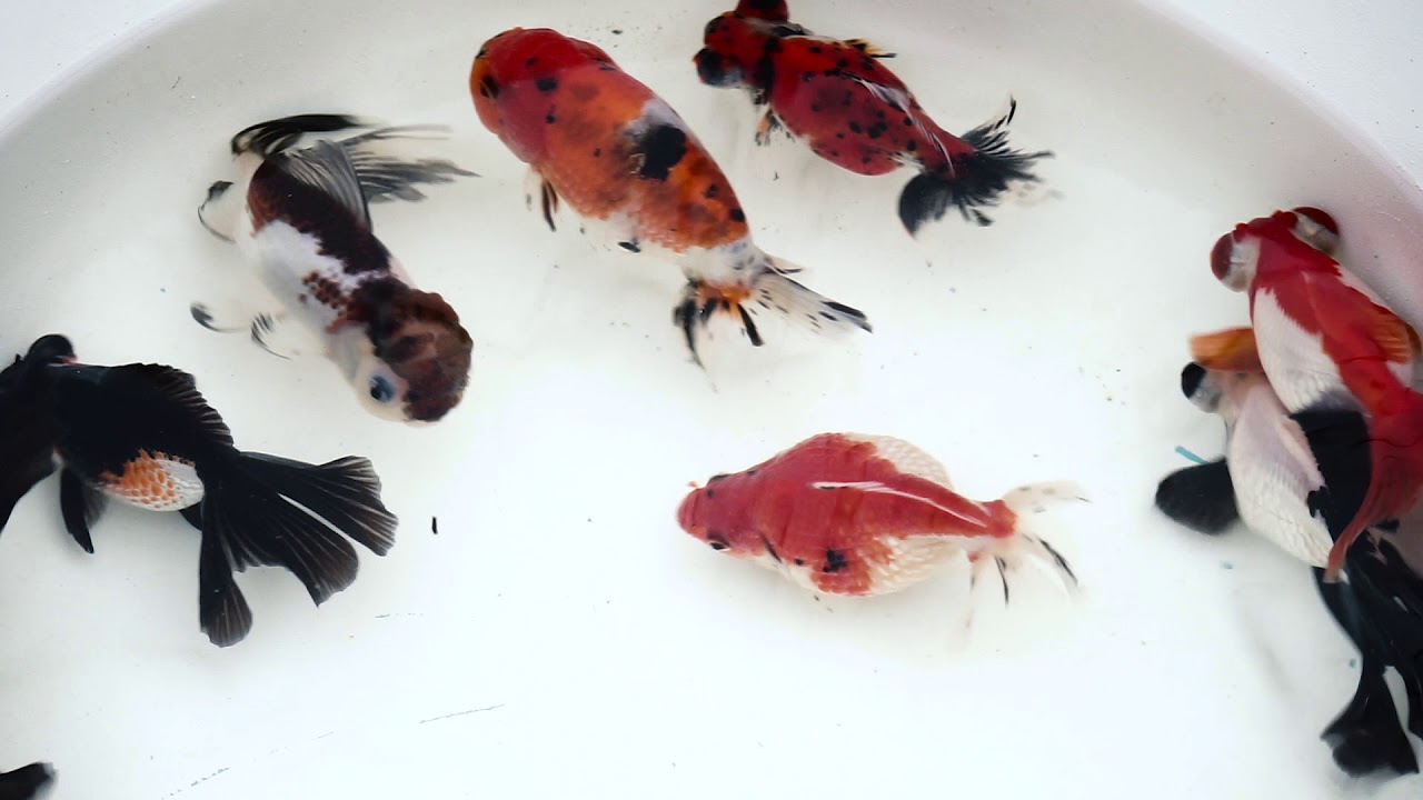 Imported Fancy Goldfish from Next Day Koi
