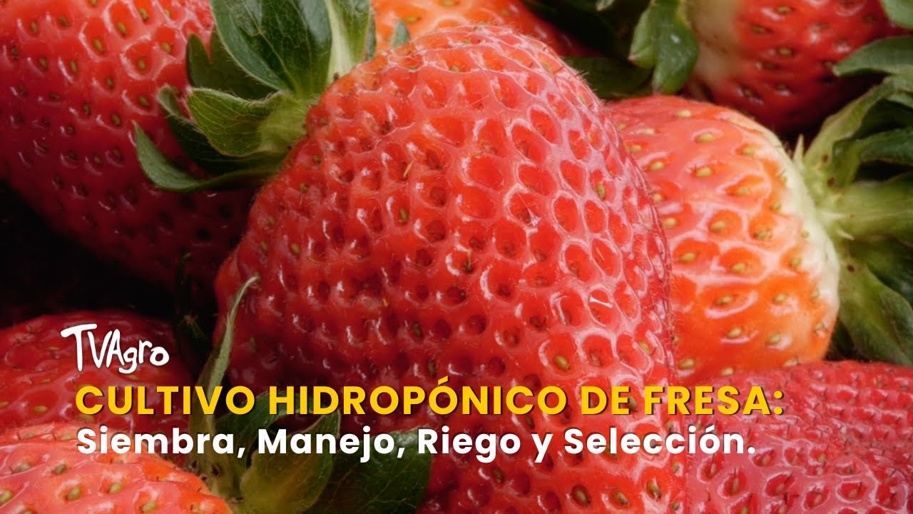 Cultivo Hidropónico de Fresa: Siembra, Manejo, Riego y Selección - TvAgro por Juan Gonzalo Angel