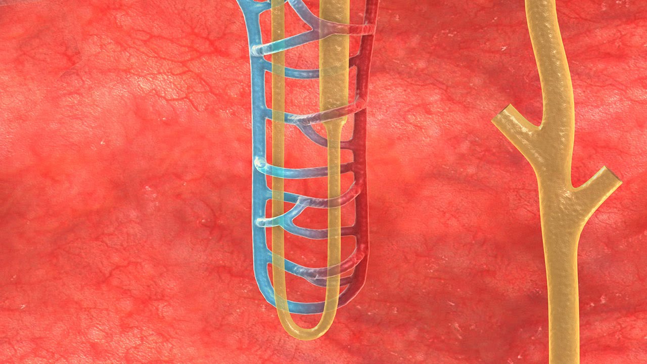 Human Physiology - Loop of Henle: Overview