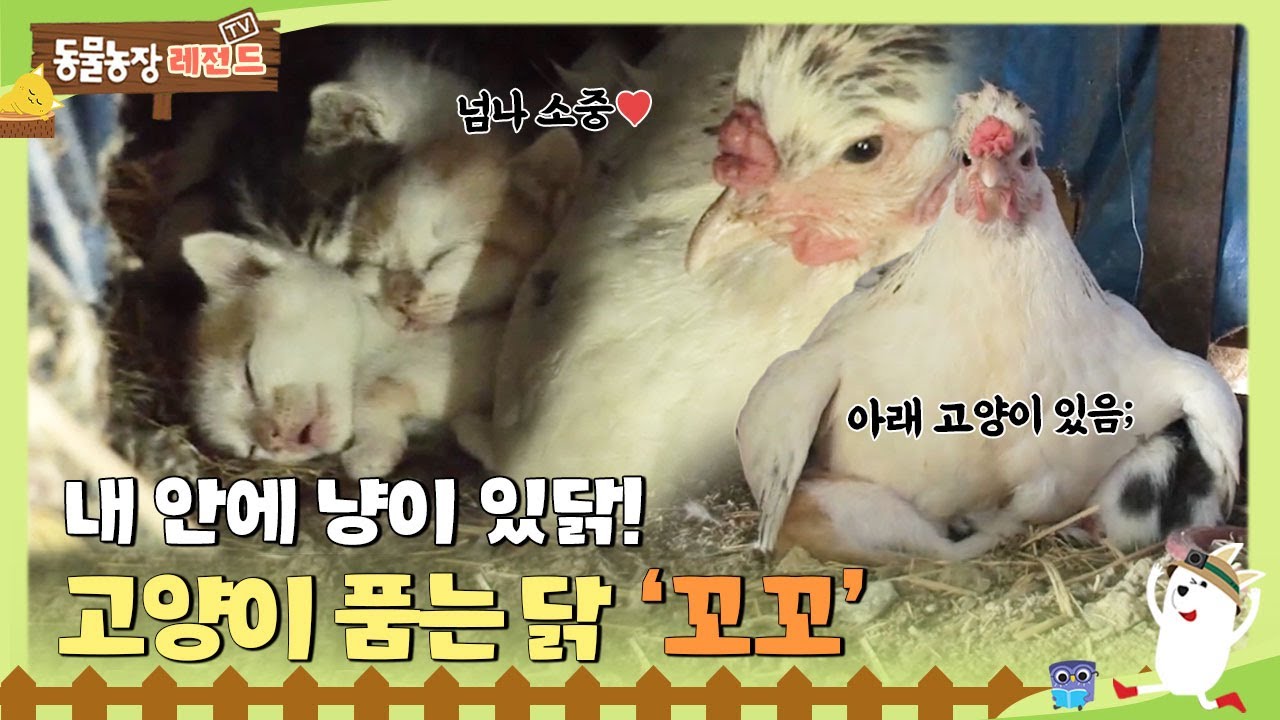 [TV 동물농장 레전드/SUB] 😸내 안에 냥이 있닭!🐔 고양이 품는 닭 ‘꼬꼬’ #TV동물농장 #AnimalFarm #SBSstory