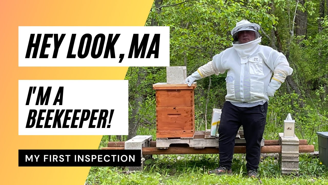 My First Inspection