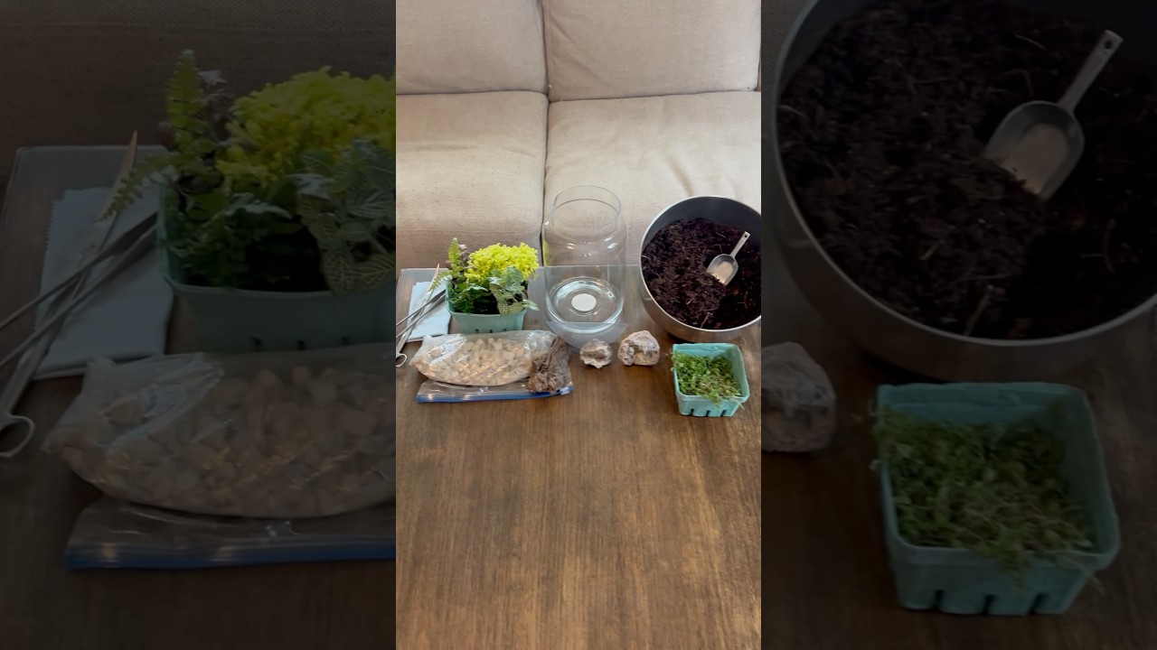 Where Do I Get Terrarium Supplies?