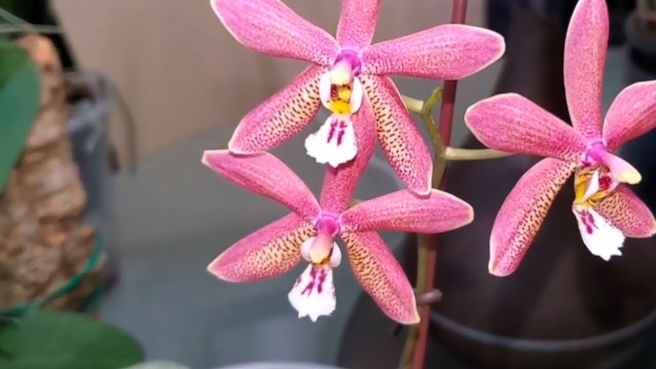 Phalaenopsis Bronze Maiden. Про серебрянные листья у фаленопсиса Бронзовая Дева и собачью верность😁