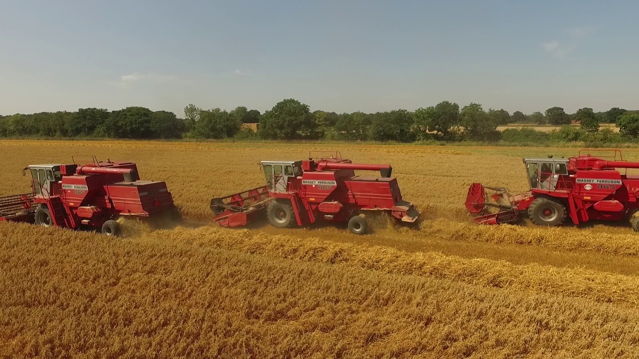 Massey Ferguson MF 865 Custom Harvesting Spring Oats in Norfolk, England.