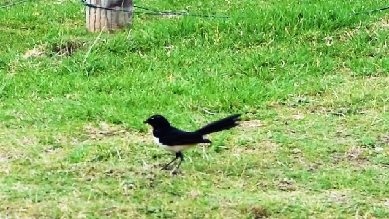 Willy Wagtail - Australian Bird | Short Documentary
