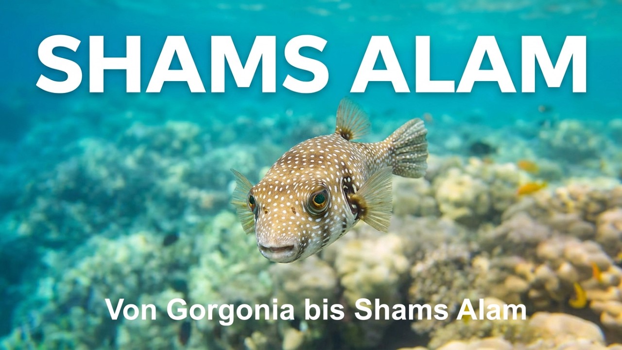 Von Gorgonia bis Shams Alam 07.05.2024