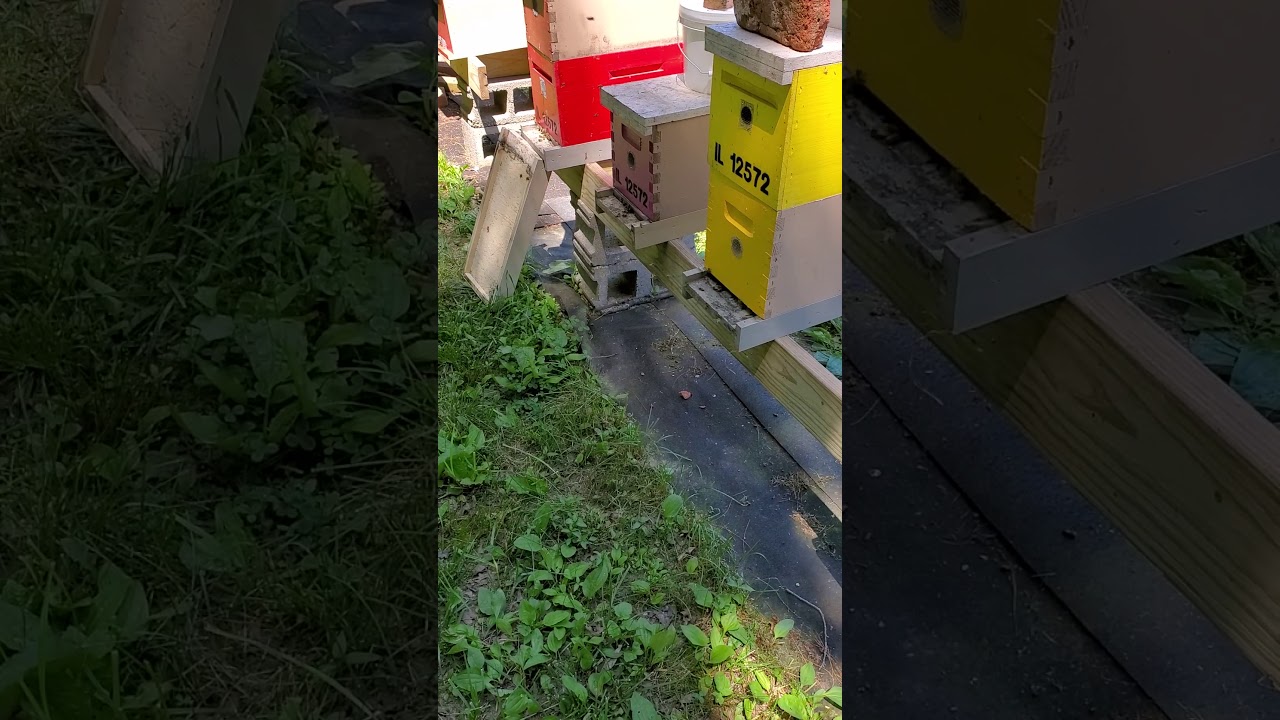 Small hive beetle treatment