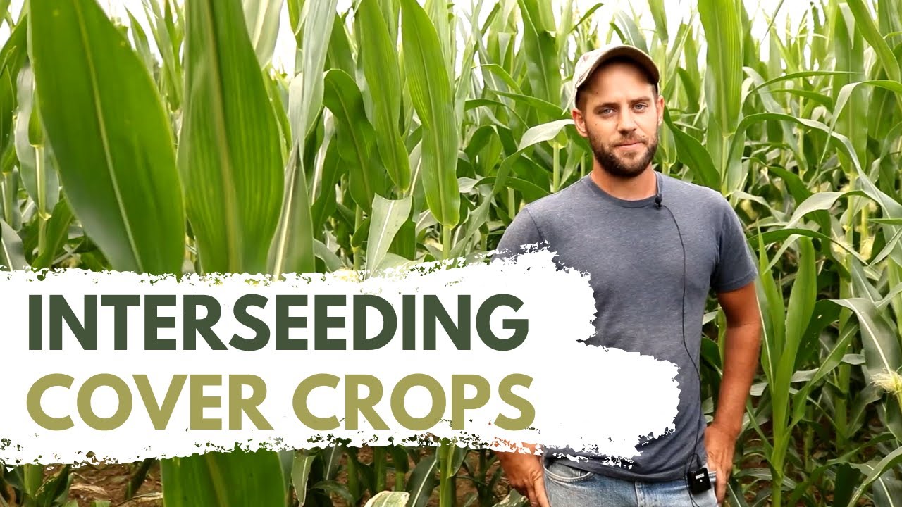 Interseeding Cover Crops into Standing Crops