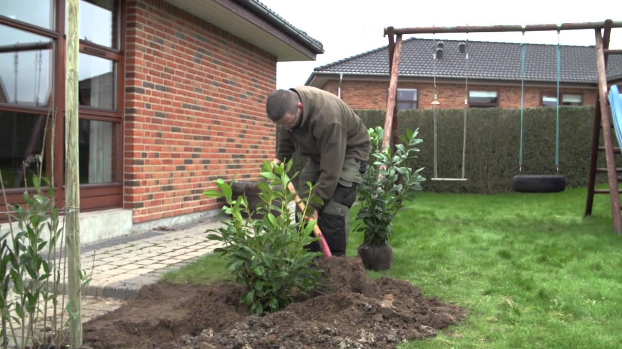 Sådan planter du planter med klump / klumpplanter