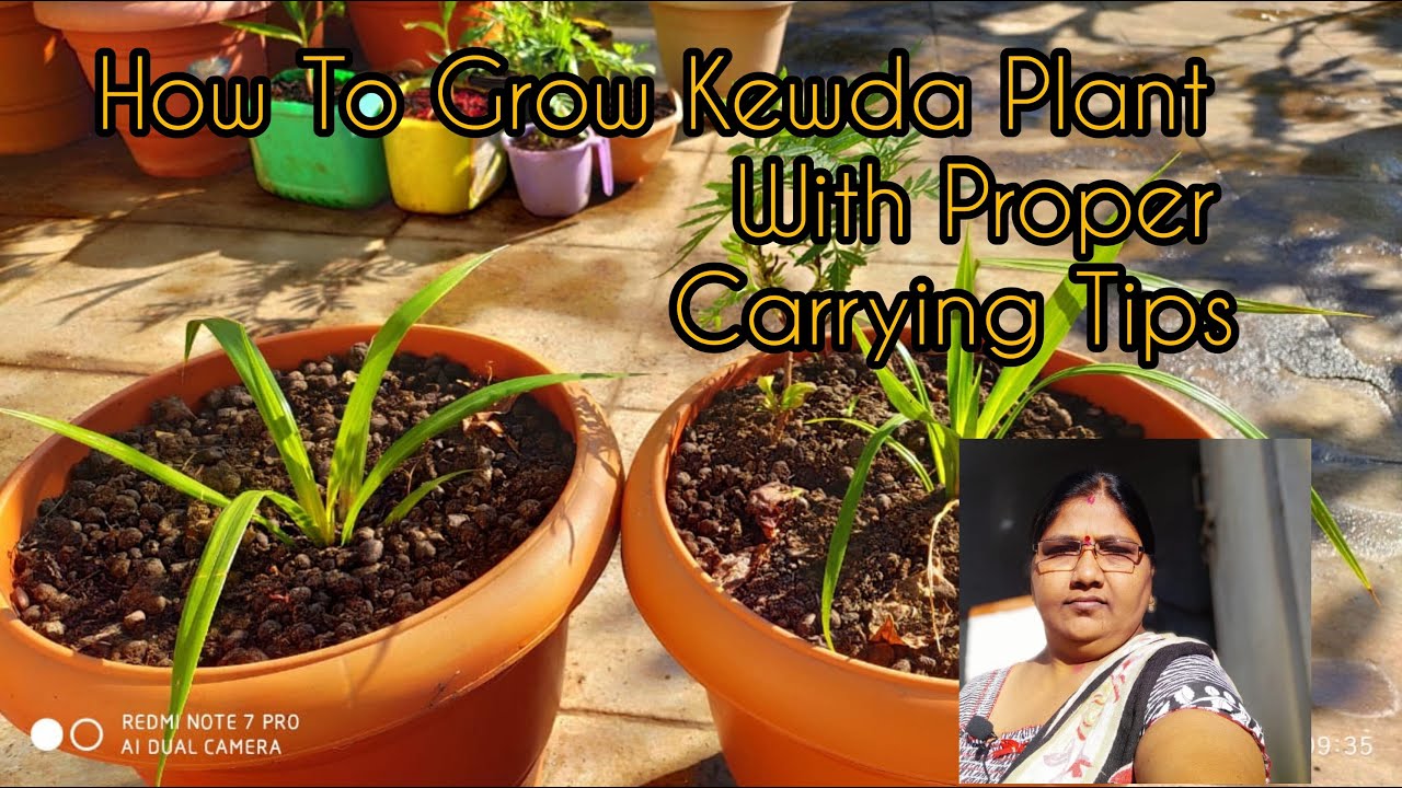 Simply How To Grow Kewda Plant At Your Home / Kewda Plant Ke Fayede Our Asani Se Gamle Me Ugaye.