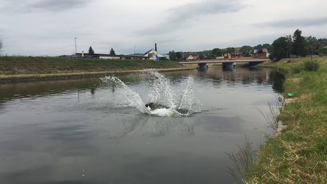 Springer spaniel jumping into river