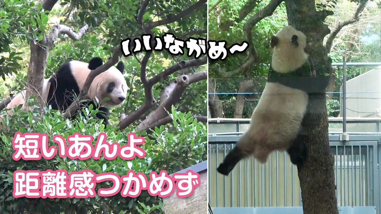2020/11/1 (2) 爆笑！木登りシャンシャン 短いあんよで距離感つかめず＾＾；　Giant Panda Xiang Xiang