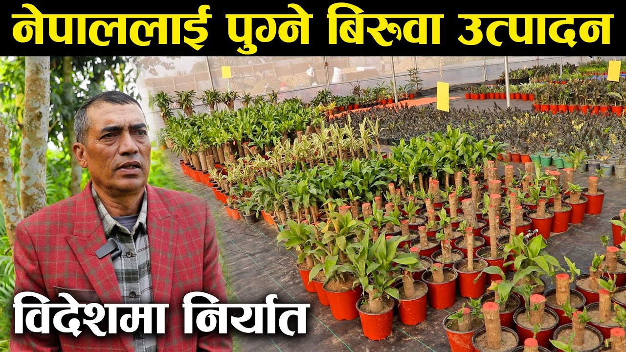 अथाह सम्भावना भएको क्षेत्रमा लगानी गरेका कृषक,विदेशमा निर्यात गर्छन स्वदेशी उत्पादन