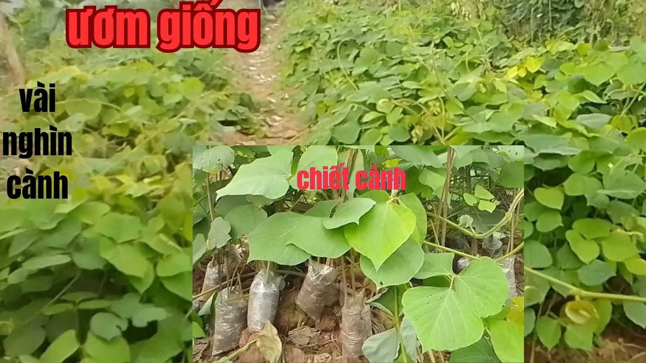 Tạo Ra Hàng Nghìn Cành Giống Sắn Dây/ Nông Dân Thanh Hà HD