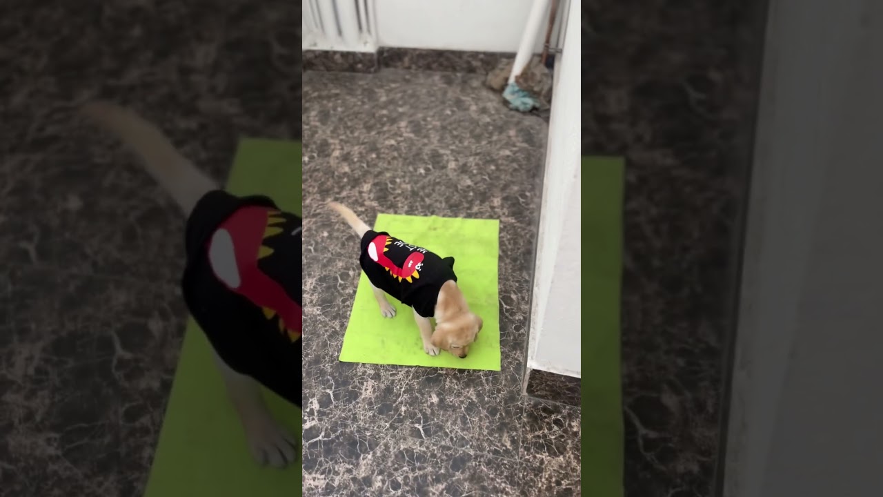 Potty Training 🚽 🚻 💩 