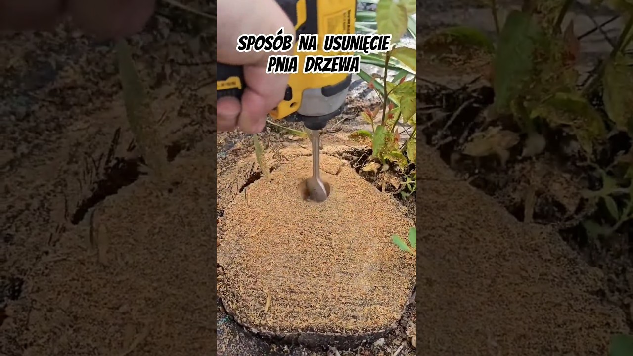 Jak usunąć pień wyciętego drzewa na działce