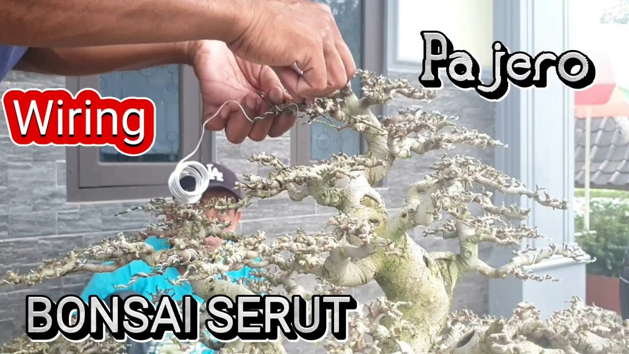 Wiring Bonsai Serut Pajero