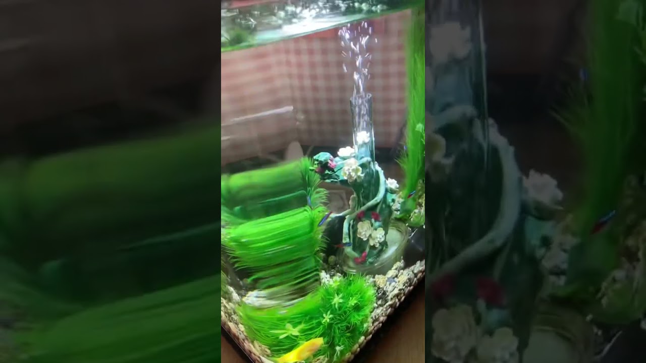 If you were thinking about getting the biorb flow 8 gallon… 
