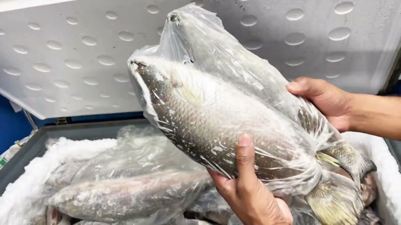 Fish Vally Kuakata Shop | Fish Vally | New Shop | Kuakata Tour 2025