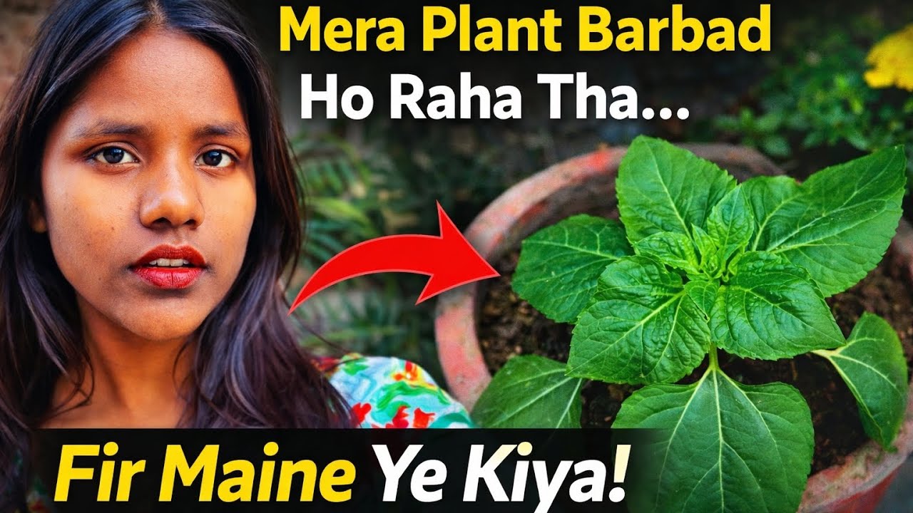 Vlog73- ||Mera Plant Barbad Ho Raha Tha…”“Fir Maine Ye Kiya!”||#viralvlogs  #plants #dailyvlog 