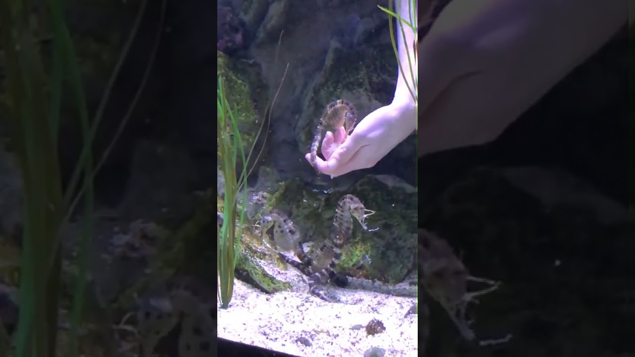 🎥🐠LIVE VIRTUAL ZOO DAY: Discover the underwater world at the AQUARIUM 🐡🐙