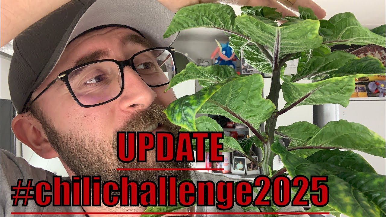 #chilichallenge2025 UPDATE! Dauerstress für die Challenge-Pflanze! Einblick in die Botanika Sorten