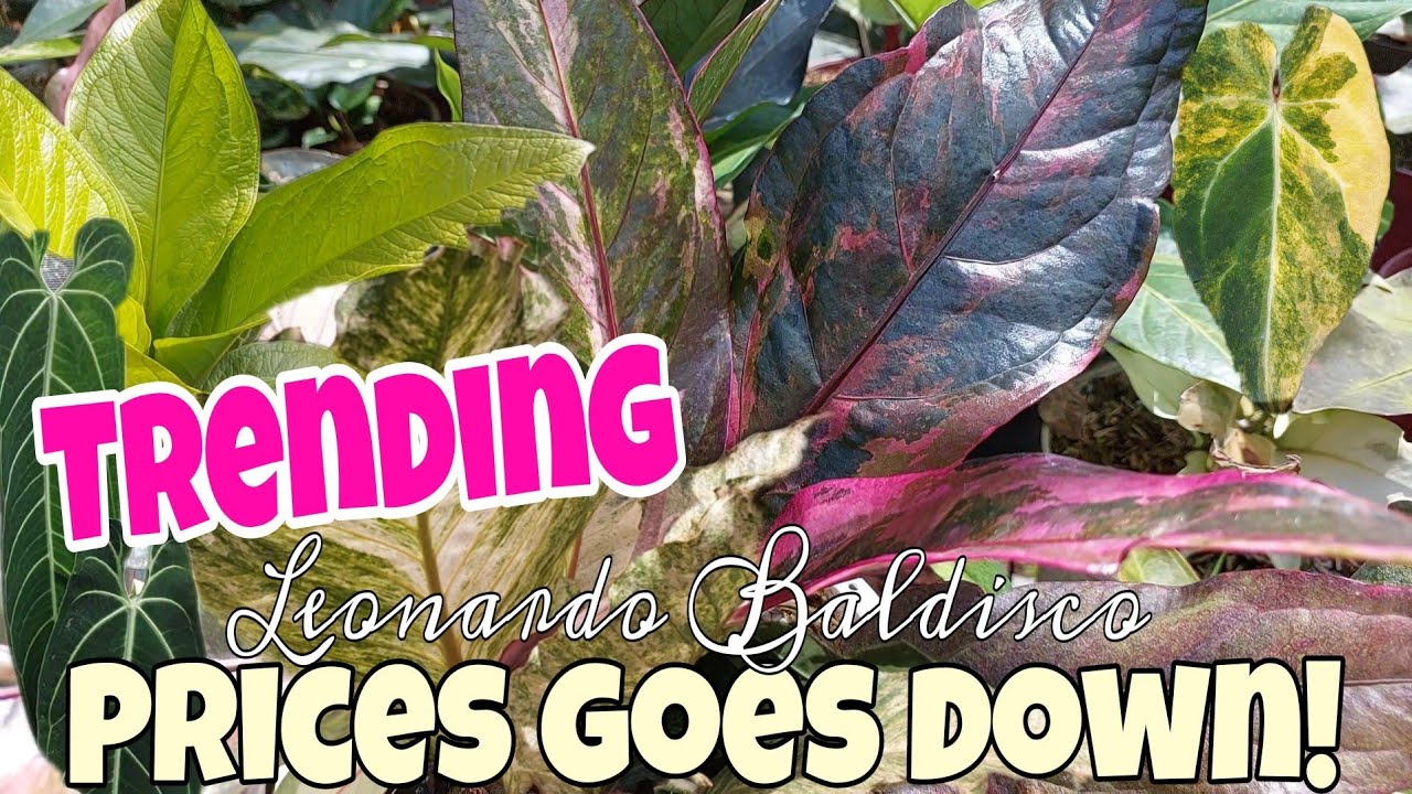 Anthurium Foliage and Different Varieties sa Da Green Garden with Prices Watch till the end 