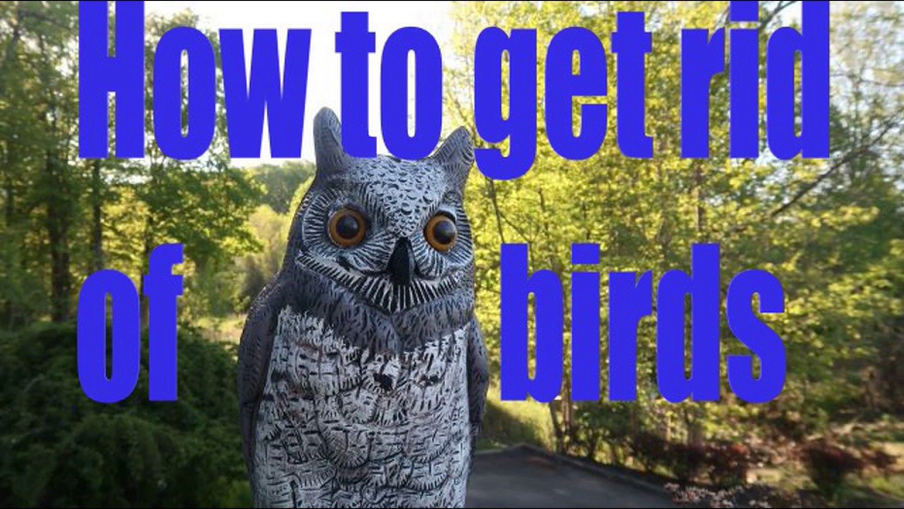 How to get rid of unwanted birds and their nest the easy way No HARM