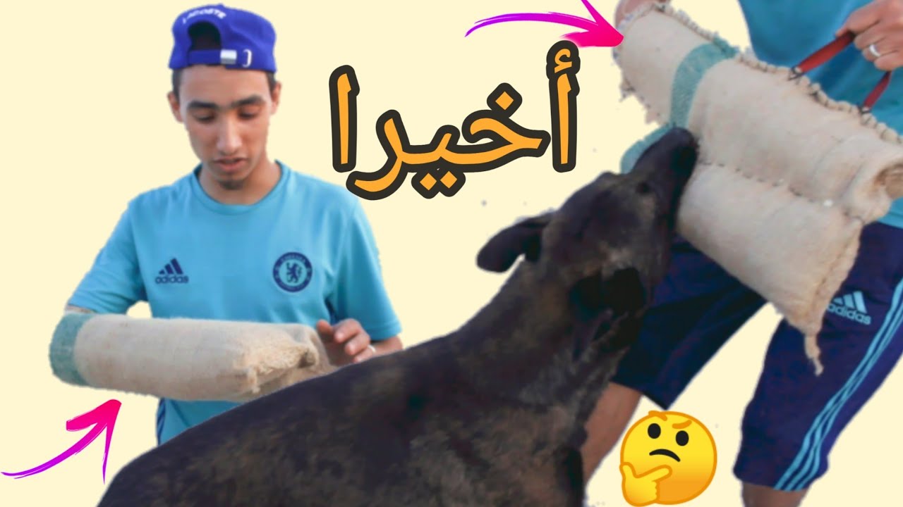 أسهل طريقة لصنع منشط في المنزل وتدريب كلبك على الشراسة