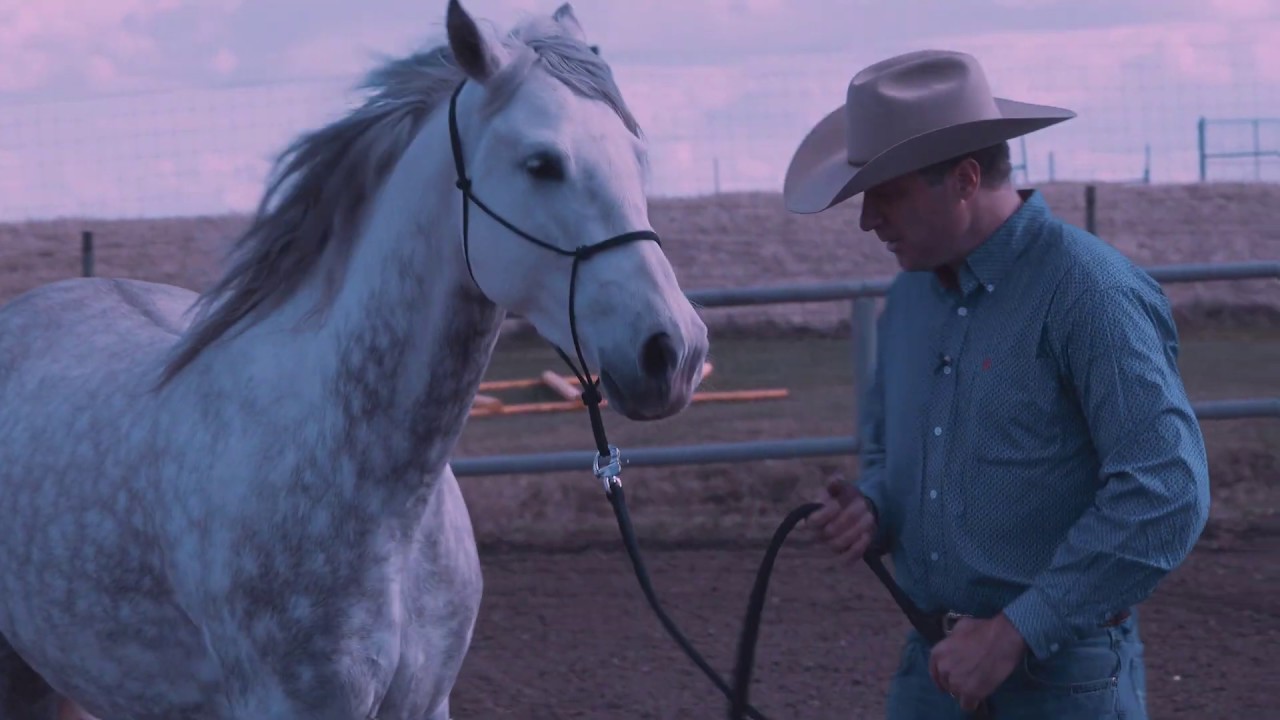 Equine Affaire - Jonathan Field Working His Magic With Armando APRIL 2020
