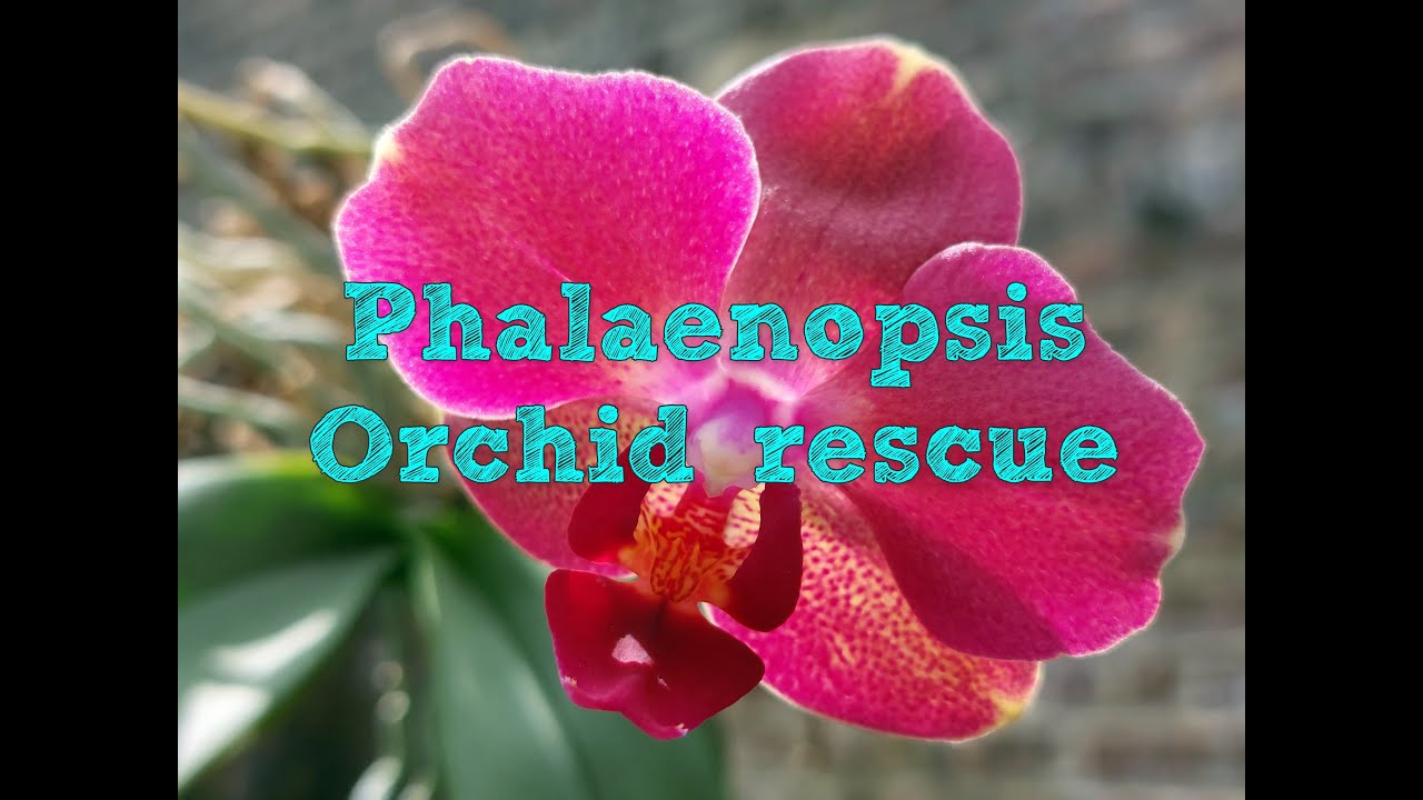 Phalaenopsis Orchid rescue