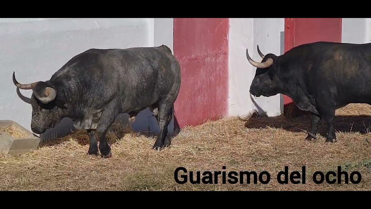 Los de Adolfo Martín y Fuente Ymbro, en imágenes
