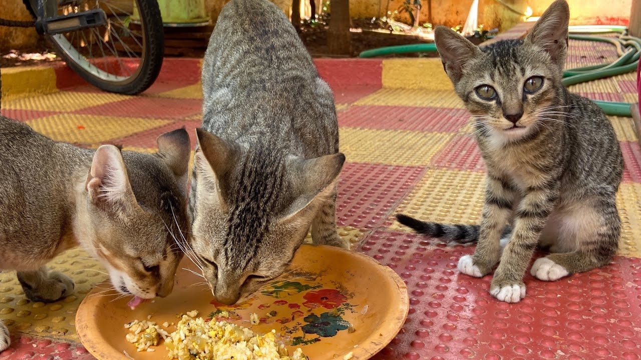 Baby Cat kitten (Socks) Eating Chicken Bones