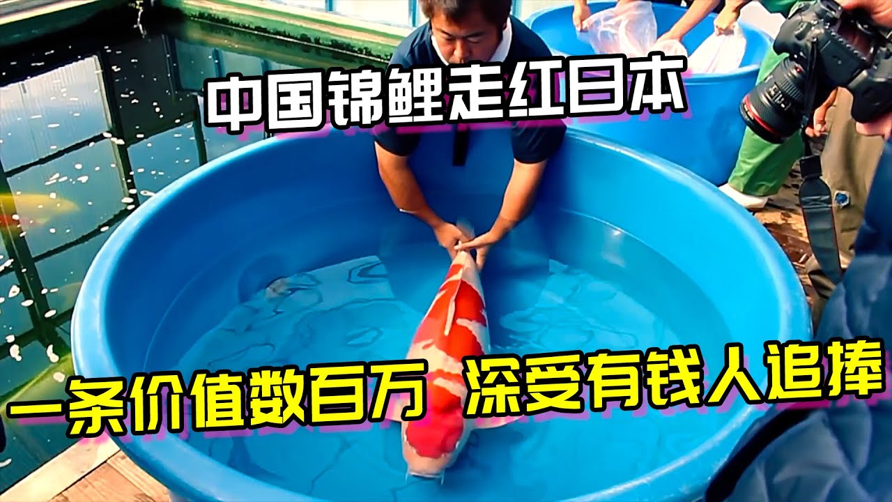 中国锦鲤走红日本，一条价值数百万，深受有钱人追捧
