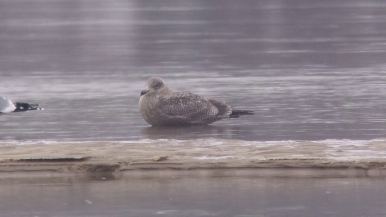 Mewa popielata / Larus smithsonianus / Puławy 23.01.2018