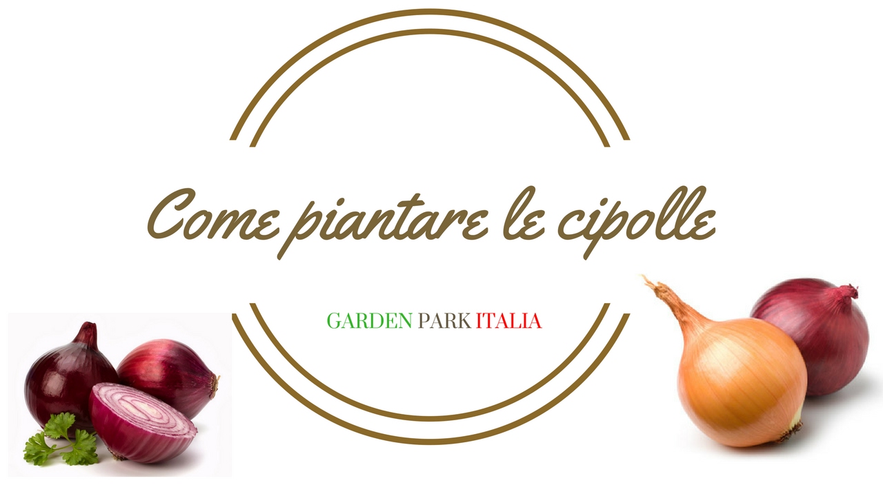 Come piantare le cipolle