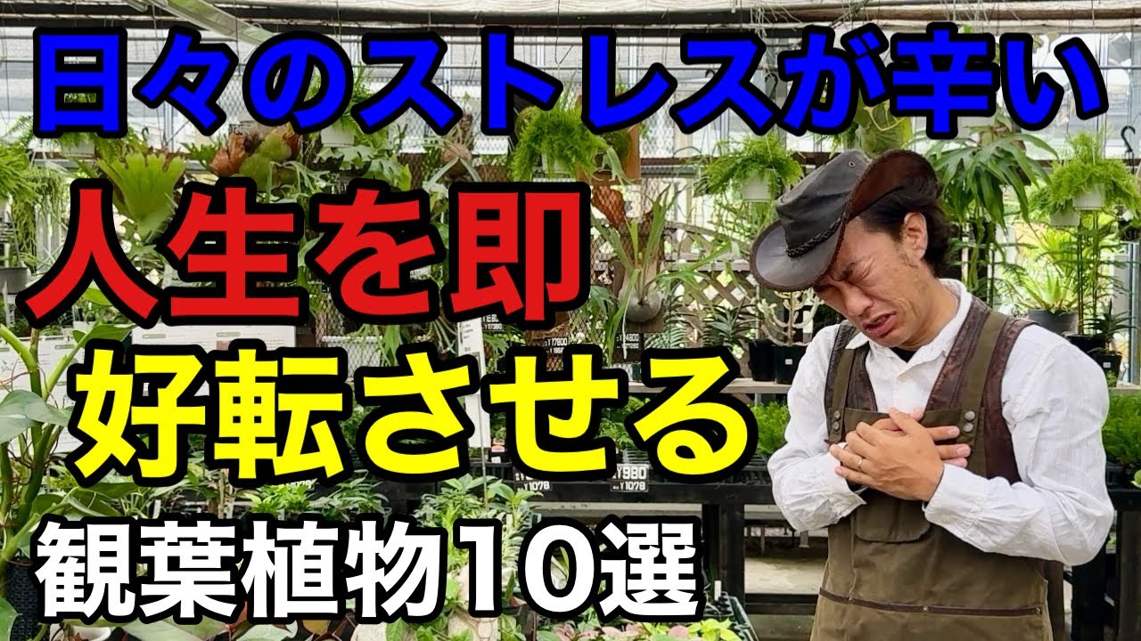 【メンタル崩壊を防ぐ】あなたが今育てるべき観葉植物はこれです　【カーメン君】【園芸】【ガーデニング】【初心者】