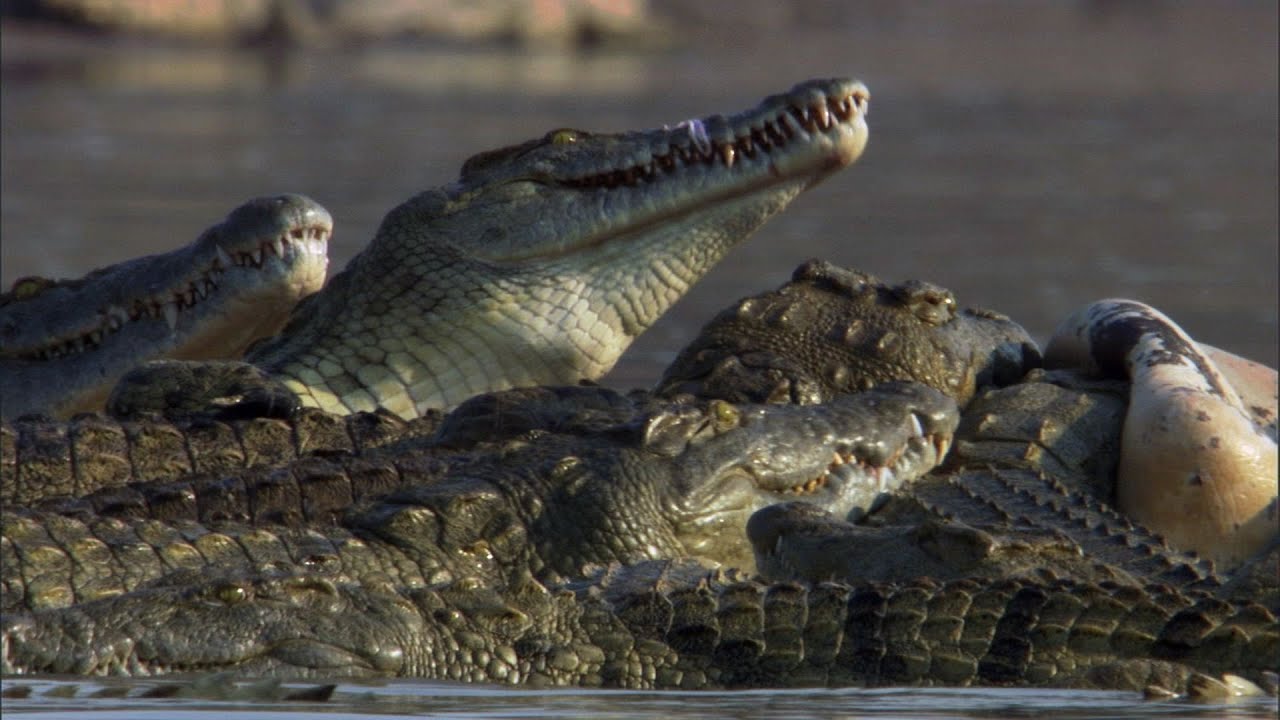 Crocodiles Feast on Dead Hippo | The Great Rift: Africa's Wild Heart | BBC Earth