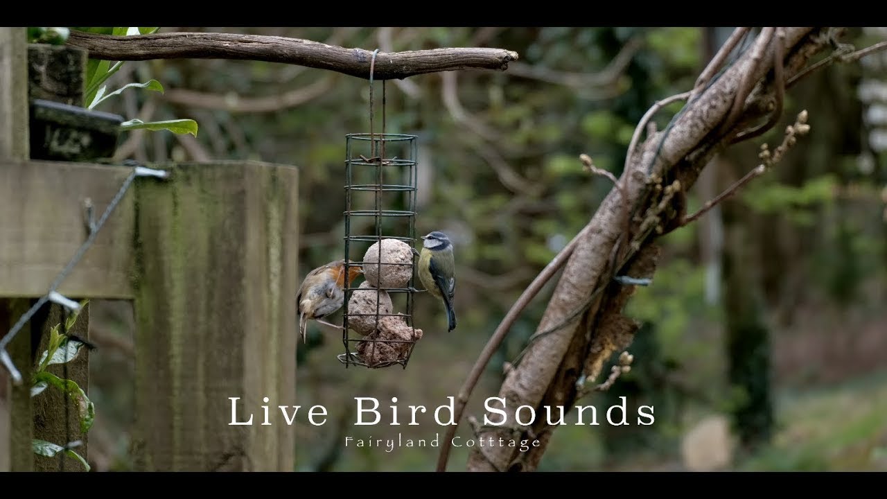 Bird Sounds In the Garden