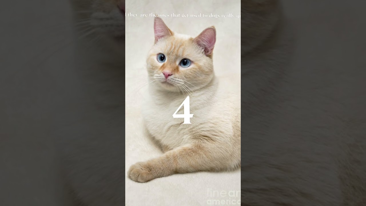 Some cool facts about flame point Siamese
