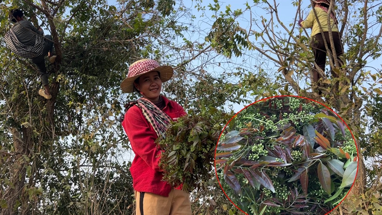 ច្រើនម្លឹងៗ មិនបេះស្តាយក្រោយ ជិតផុតរដូវហើយ